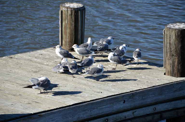 209: Kenner, LA, November, 2010, boat launch near Treasure Chest casino