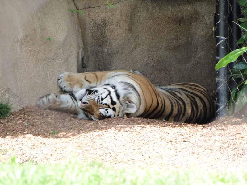 099: Mother's Day, 2009, Pictures, Mike the Tiger, 