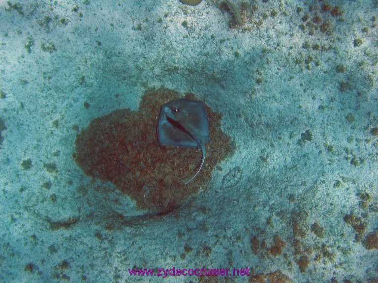 Carnival Valor, Grand Cayman, Stingray, Flounder